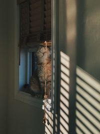 Cat looking through window