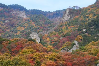 Scenic view of forest