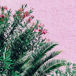 Low angle view of palm tree