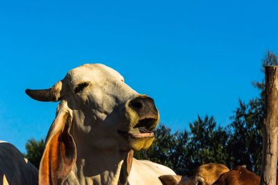 Low angle view of horse against clear blue sky