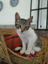 Close-up portrait of a cat