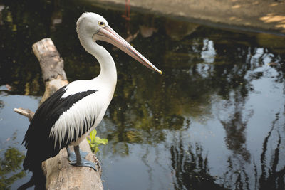 View of heron in lake