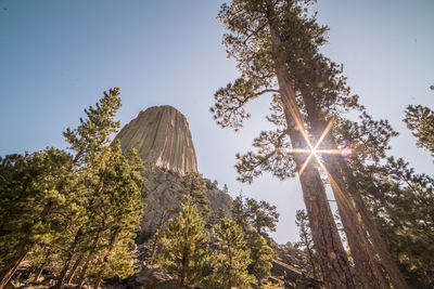 Low angle view of sunlight streaming through trees against clear sky