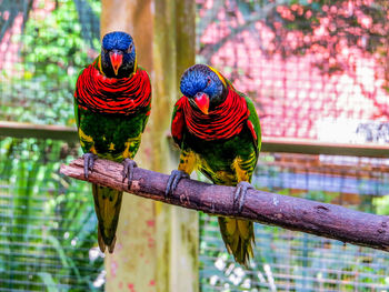 Two birds perching on branch