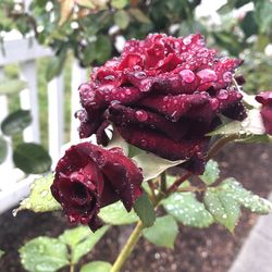 Close-up of red rose on plant