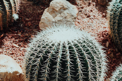 Close-up of cactus plants