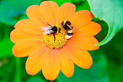 High angle view of bumblebees pollinating on orange flower