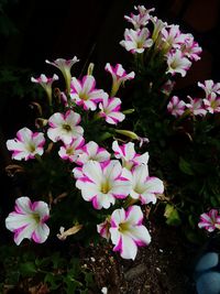 Close-up of pink flowering plants