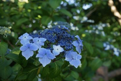 Close-up of blue flowering plant