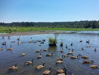 Ducks swimming in lake against clear sky