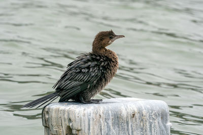 Close-up of bird perching on a rock