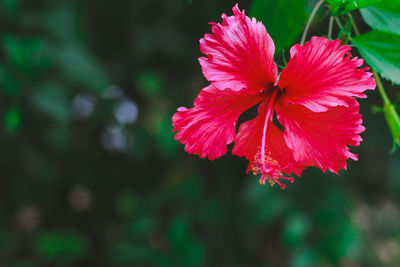 Close-up of red flowering plant