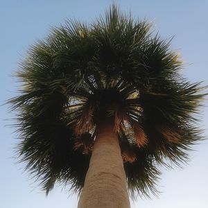 Low angle view of palm tree against clear sky