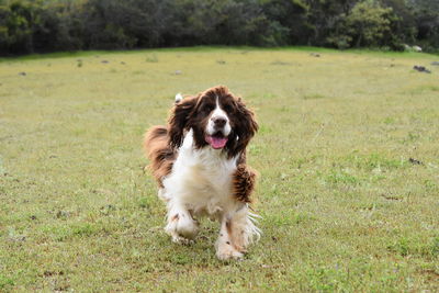 Portrait of dog sticking out tongue on field