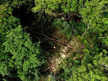 High angle view of trees in forest