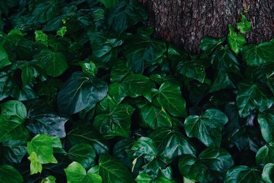 Full frame shot of fresh green leaves