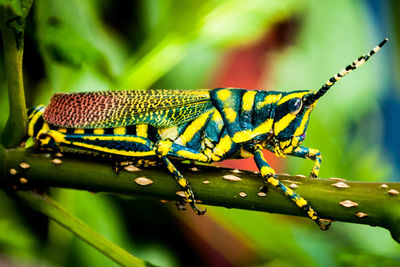 Close-up of colorful grasshopper