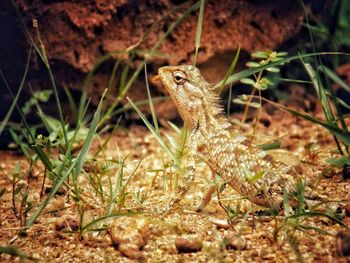 Close-up of lizard