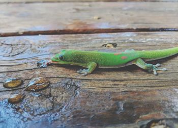 Close-up of lizard on wood