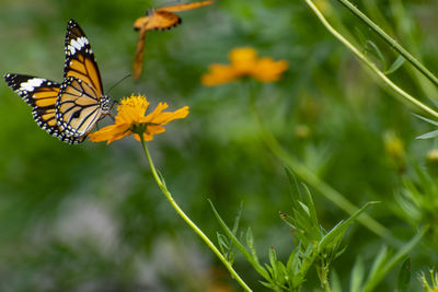 Close-up of butterfly pollinating on flower