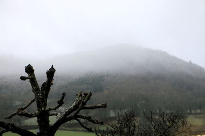 Tree on mountain against sky