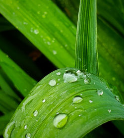 Close-up of raindrops on leaves