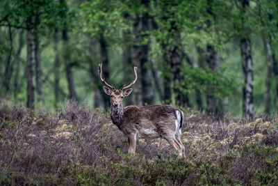 Young stag in the woods