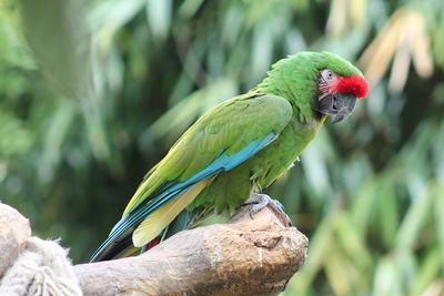 Close-up of bird perching on tree