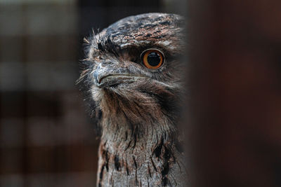 Tawny frogmouth peekaboo