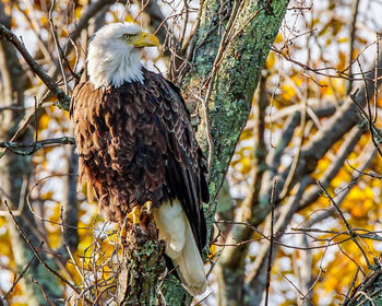 Close-up of eagle perching on tree