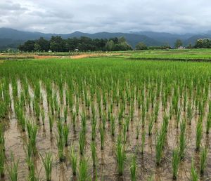 Scenic view of agricultural field against sky