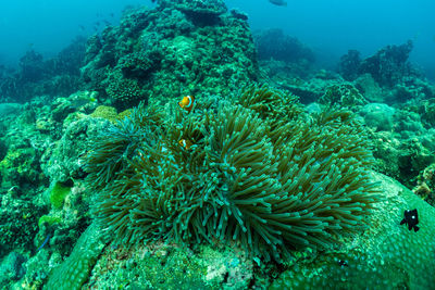 Fish swimming in sea