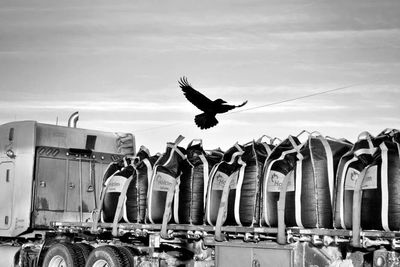 bird