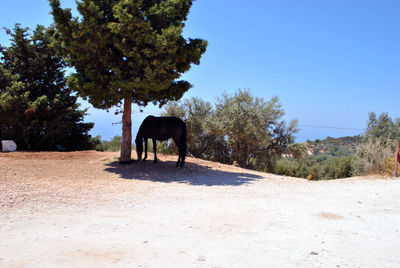 View of horse on landscape against clear sky