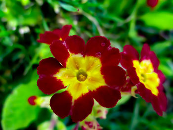 Close-up of red flowering plant