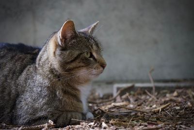 Close-up of tiger sitting outdoors