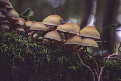 Close-up of mushrooms growing in forest