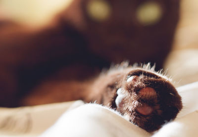 Close-up of cat sleeping on bed