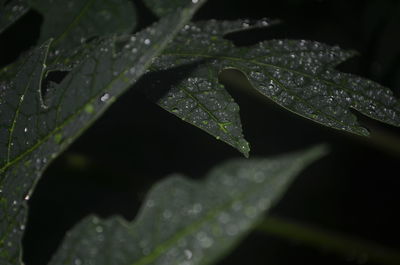 Close-up of wet leaf against black background