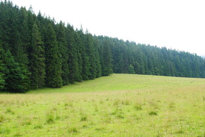 Trees on field against clear sky