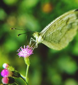 Close-up of butterfly pollinating on purple flower