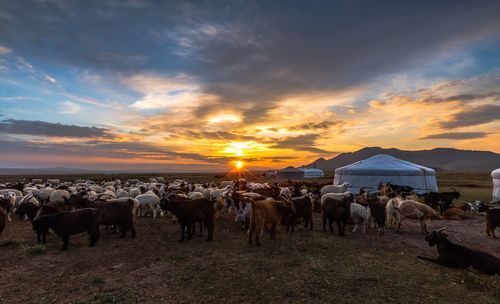 Large group of goat and sheep on field against sky during sunset