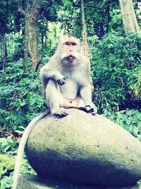 Monkey sitting on tree