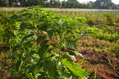 Close-up of fresh green plant in field