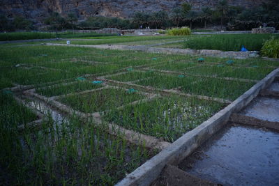 Scenic view of agricultural field