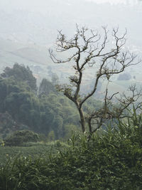 Tree in forest