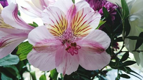 Close-up of pink flower