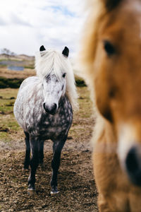 Portrait of a horse on field