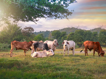 Thai cows eating grass and resting in a field.