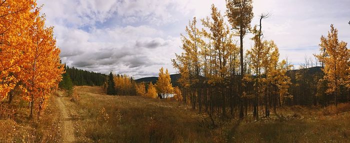 Panoramic view of trees on landscape against sky